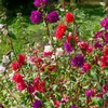 Image de Clarkia Variée | Vilmorin Jardin