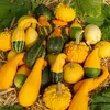 Image de Coloquinte Variée | Vilmorin Jardin