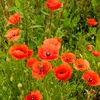 Image de Coquelicot simple rouge | Vilmorin Jardin