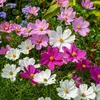 Image de Cosmos Sensation Varié | Vilmorin Jardin