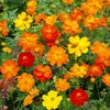 Image de Cosmos Sulphureus Varié | Vilmorin Jardin