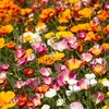 Image de Eschscholtzia de Californie Varié | Vilmorin Jardin