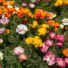 Image de Eschscholtzia de Californie Ballerine Varié | Vilmorin Jardin
