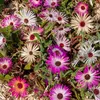 Image de Ficoïde Tapis Magique | Vilmorin Jardin