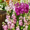Image de Giroflée d'Eté Quarantaine Variée | Vilmorin Jardin