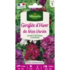 Image de Giroflée d'Hiver de Nice Variée | Vilmorin Jardin