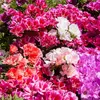 Image de Godétia Fleurs d'Azalée Varié | Vilmorin Jardin