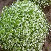 Image de Gypsophile Nuage Blanc | Vilmorin Jardin