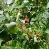 Image de Haricot d'Espagne Varié | Vilmorin Jardin