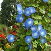 Image de Ipomée grande fleur bleue | Vilmorin Jardin