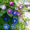 Image de Ipomée Volubilis Variée | Vilmorin Jardin