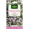 Image de Julienne de Mahon Variée | Vilmorin Jardin
