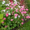 Image de Lavatère à Grande Fleur Variée | Vilmorin Jardin
