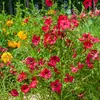 Image de Lin de Venise | Vilmorin Jardin