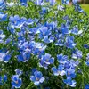 Image de Lin Bleu | Vilmorin Jardin