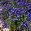 Image de Lobélia Crystal Palace | Vilmorin Jardin