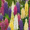Image de Lupin de Russel Varié | Vilmorin Jardin