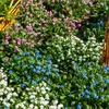 Image de Myosotis des Alpes Varié | Vilmorin Jardin