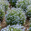 Image de Myosotis des Alpes Bleu | Vilmorin Jardin