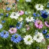 Image de Nigelle de Damas | Vilmorin Jardin