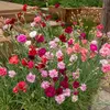 Image de  illet Chabaud Géant Varié | Vilmorin Jardin