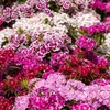 Image de  illet de Poète Tapis des Indes | Vilmorin Jardin