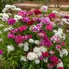 Image de  illet de Poète Double Pationata Varié | Vilmorin Jardin