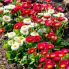 Image de Pâquerette Tapis Varié | Vilmorin Jardin