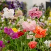 Image de Coquelicot Double Shirley Varié | Vilmorin Jardin