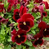 Image de Pensée Géante Lueur des Alpes | Vilmorin Jardin