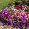 Image de Pétunia Varié | Vilmorin Jardin