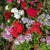 Image de Phlox de Drummond à Grande Fleur Varié | Vilmorin Jardin