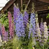 Image de Pied d'Alouette Impérial Géant Double Varié | Vilmorin Jardin