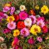 Image de Pourpier Double Varié | Vilmorin Jardin