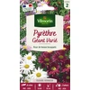 Image de Pyrèthre Géant varié | Vilmorin Jardin