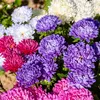 Image de Reine-Marguerite Beauté Variée | Vilmorin Jardin