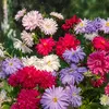 Image de Reine-Marguerite Plume d’Autruche Variée | Vilmorin Jardin
