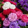 Image de Reine-Marguerite Naine Déesse Variée | Vilmorin Jardin