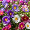 Image de Reine-Marguerite Simple Variée | Vilmorin Jardin