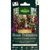Image de Rose Trémière Double Grande Variée - Graines d'Exception | Vilmorin Jardin