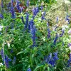 Image de Sauge Victoria | Vilmorin Jardin