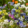 Image de Statice Sinuata Variée | Vilmorin Jardin