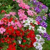 Image de Verveine Brio Variée | Vilmorin Jardin