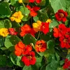 Image de Capucine de Lobb Variée | Vilmorin Jardin