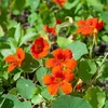 Image de Capucine de Lobb Spit-fire | Vilmorin Jardin