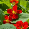 Image de Capucine Valina Écarlate | Vilmorin Jardin