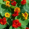 Image de Capucine Tom Pouce en Mélange | Vilmorin Jardin