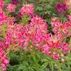 Image de Cléome Rose | Vilmorin Jardin