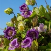 Image de Cobée Grimpante | Vilmorin Jardin