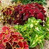 Image de Coléus Arc-en-Ciel Amélioré | Vilmorin Jardin